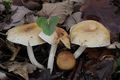 Hygrophorus arbustivus